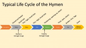 Typical Life Cycle of the Hymen